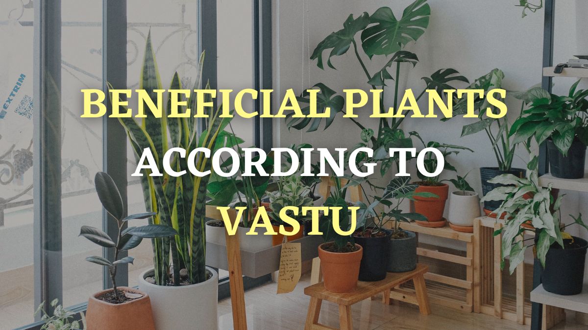 Vastu Tips 2023 Top 7 Beneficial Plants To Keep In Home For Prosperity 9693